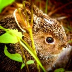 Bunneh Nick Coombe